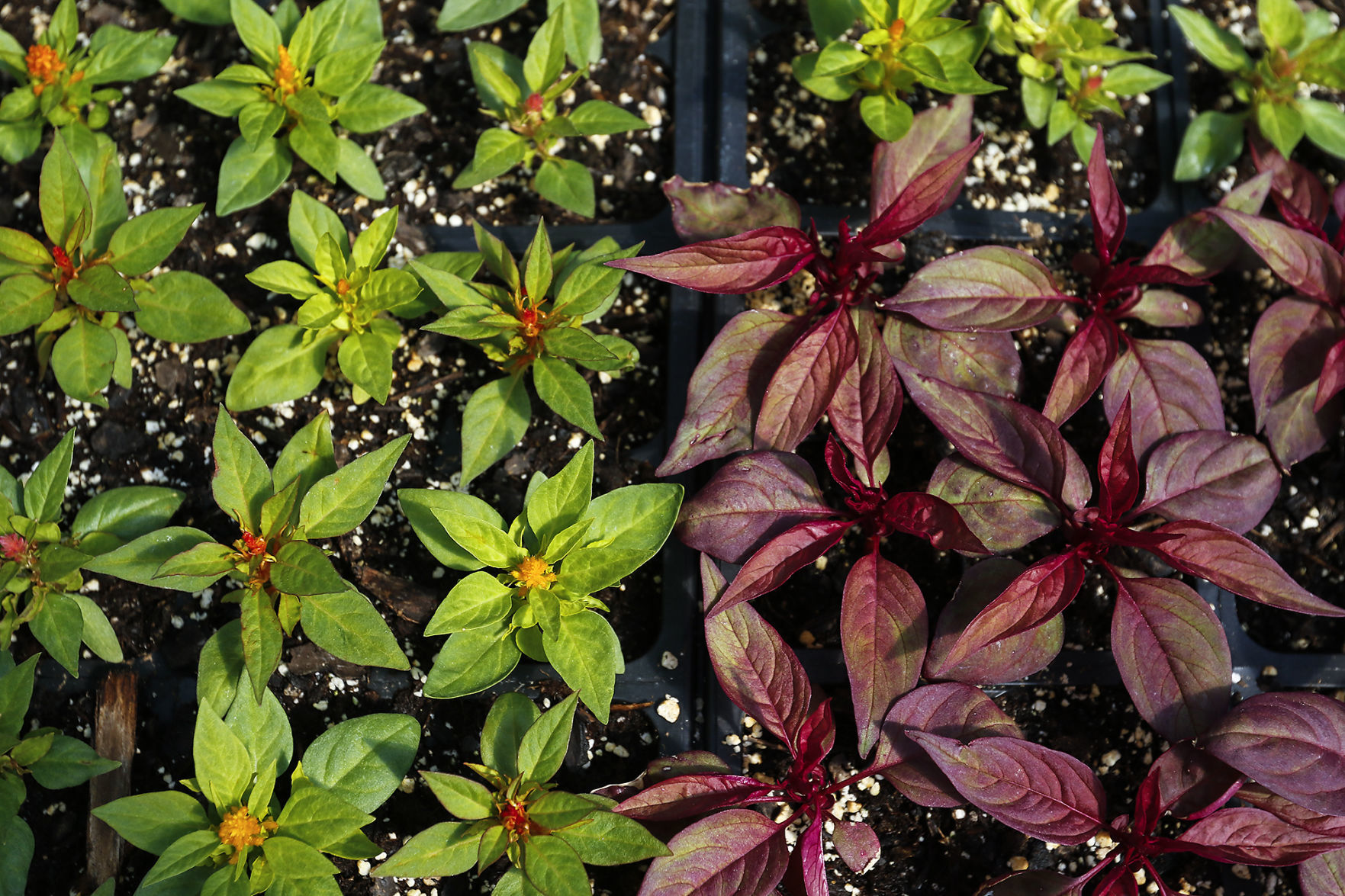 City Greenhouse